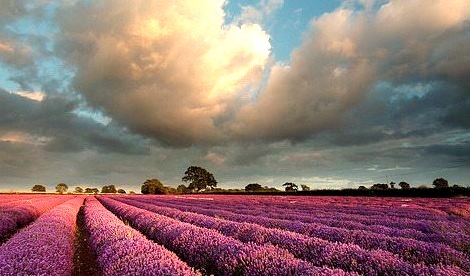 Lavender Field, Somerset, England