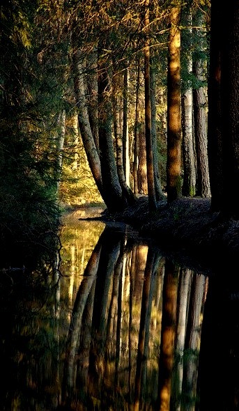 Dark Forest, Nagel, Bavaria, Germany