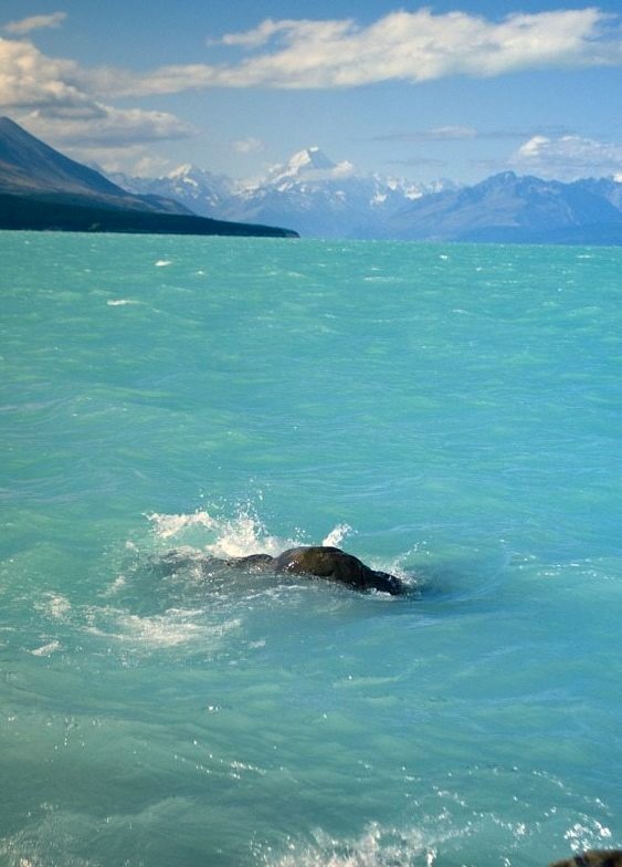 Turquoise Sea, South Island, New Zealand
