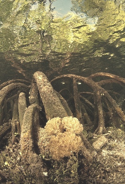 Mangrove roots and soft coral in Raja Ampat Islands, Indonesia