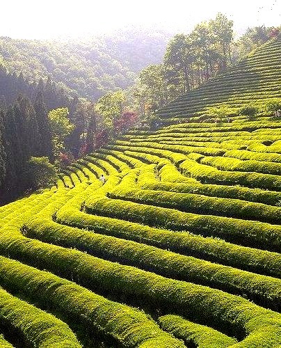 Boseong Tea Plantations in Jeollanam-do, South Korea