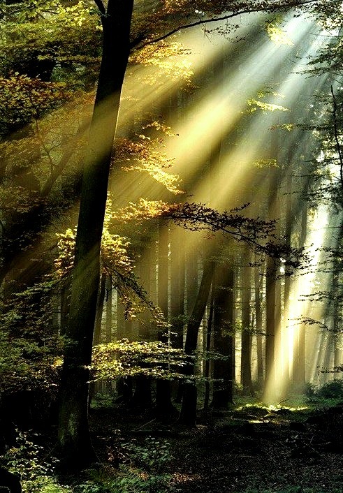 Sun Rays, Black Forest, Germany