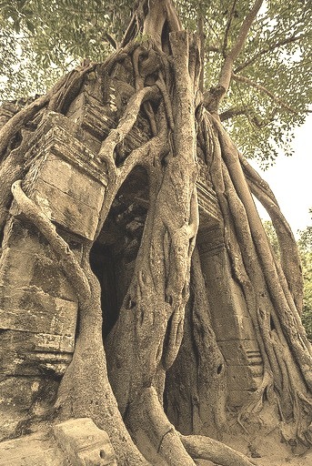 Nature taking control, Ta Som Temple, Cambodia